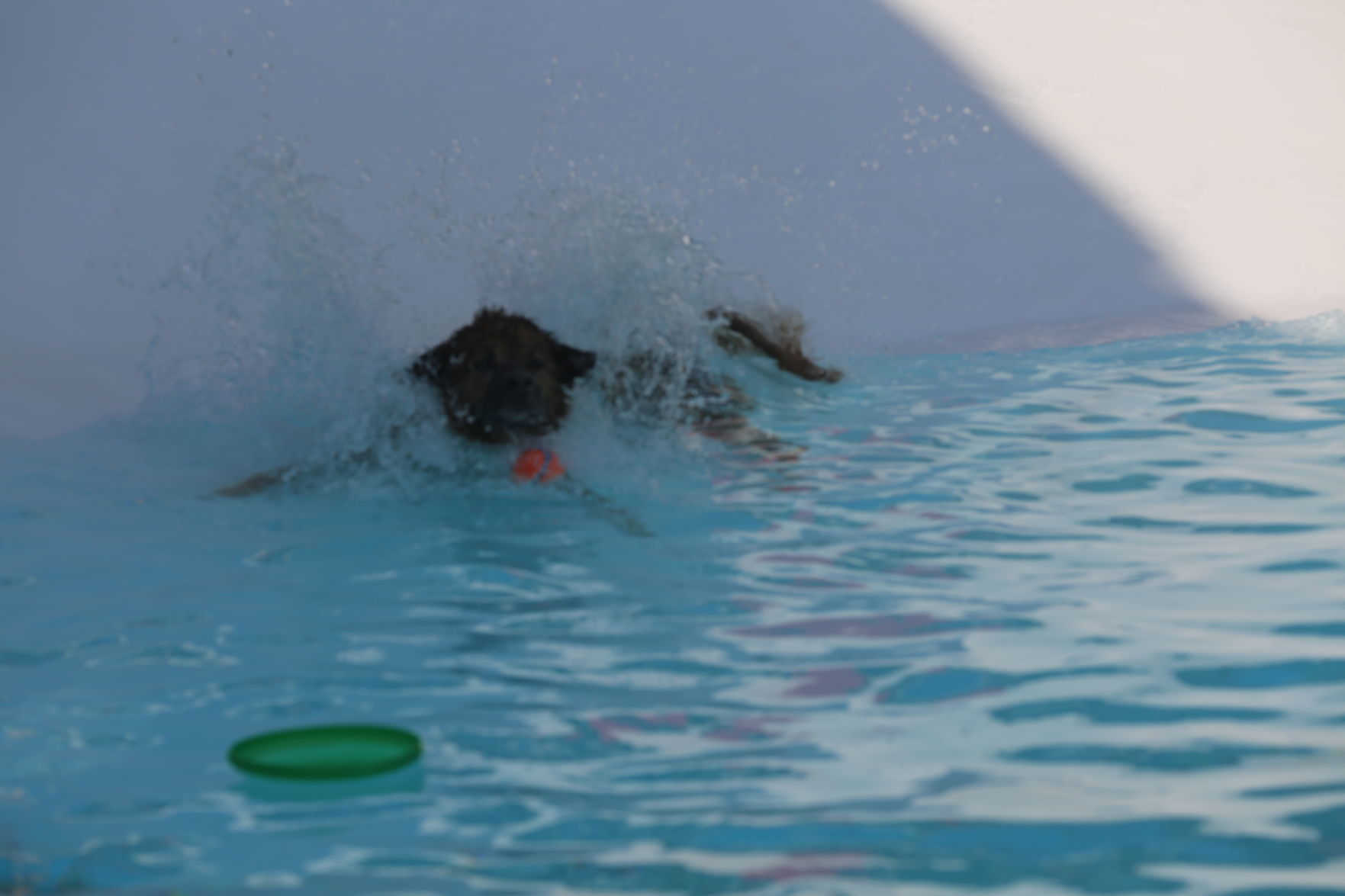 090919_gal_WWdogs (10)